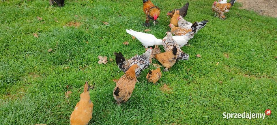 Kury karzełki liliputki lubelskie Tokarówka