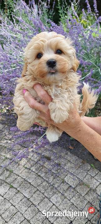 Szczeniaczek chłopiec Rosyjska Bolonka Kolorowa wielkopolskie Daszewice