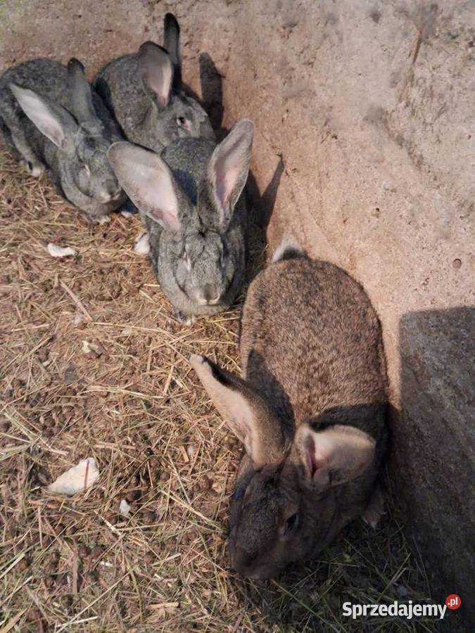 Królik do howu samice Wyszków