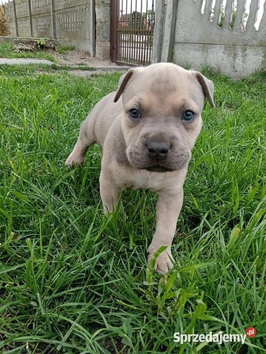 Amstaff szczeniaki Opatów