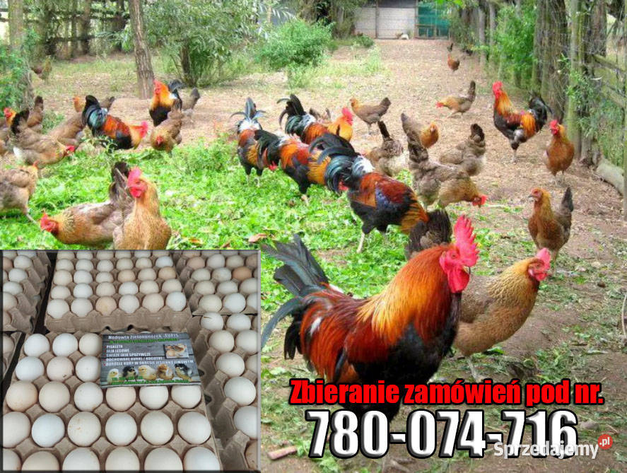 Jaja Lęgowe do inkubatora Zielononóżki Wysyłka Milionów