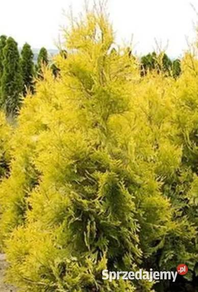 SPRZEDAM TUJAE GOLDEN BRABANT DOWÓZ DO KIENTA Ciężkowice sprzedam