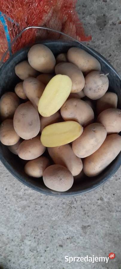 Ziemniaki jadalne Queen Anne Rusiec