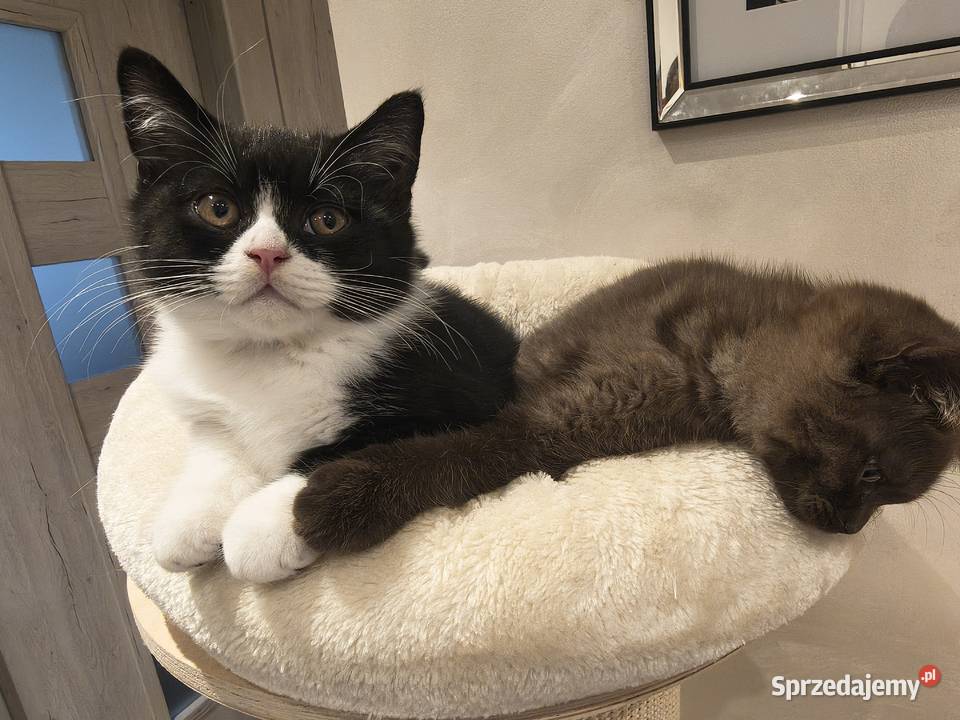 Kocurek brytyjski z reklamy Felixa z rodowodem Przemyśl