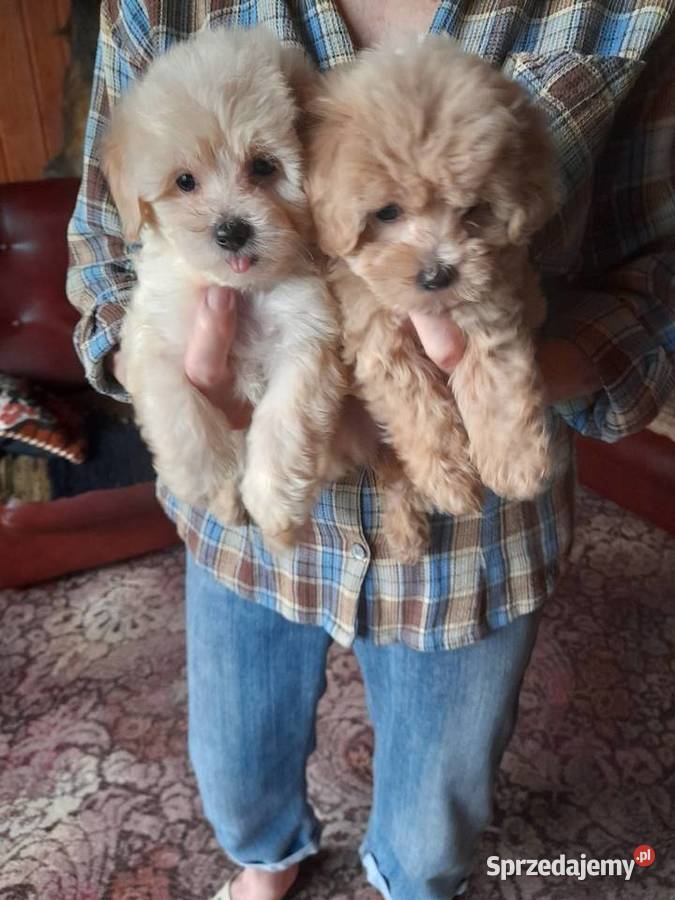 Maltipoo maltanczykpudel toy red Augustów
