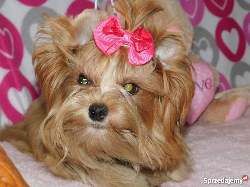 biewer yorkshire terrier golddust piesek Kraków