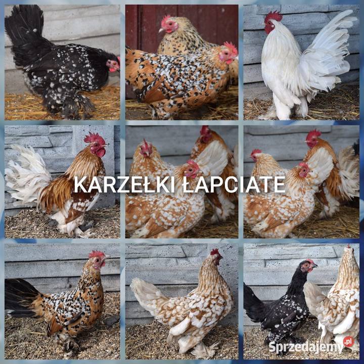 Jajka lęgowe karzełków lapciatych Łochów