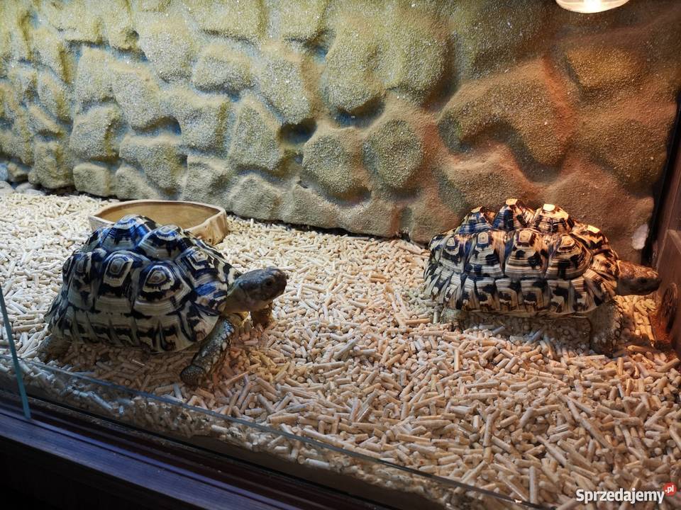 Żółwie Lamparcie 2 Terrarium lubelskie Milejów sprzedam