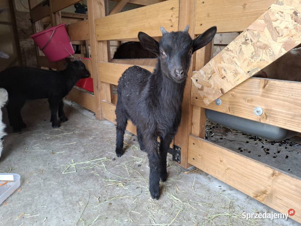 Minikozioł i młode zachodniopomorskie Gorzebądz sprzedam