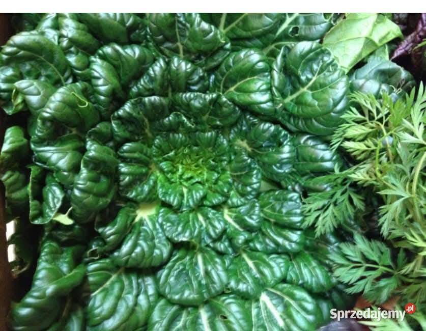 Salata lodygowa nasiona świata 30 gatunkow Nasiona Kraków sprzedam