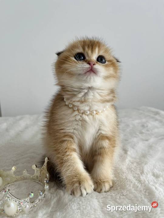 Kotka szkocka złota Scottish fold Do rezerwacji dolnośląskie Wrocław sprzedam