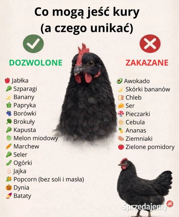 Kaczor biegusa dworki mazowieckie Łochów sprzedam