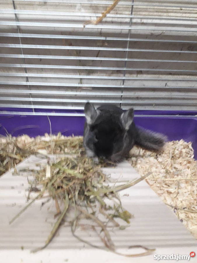 Szynszyle czarna perła z genem fioleta Dobrzyca