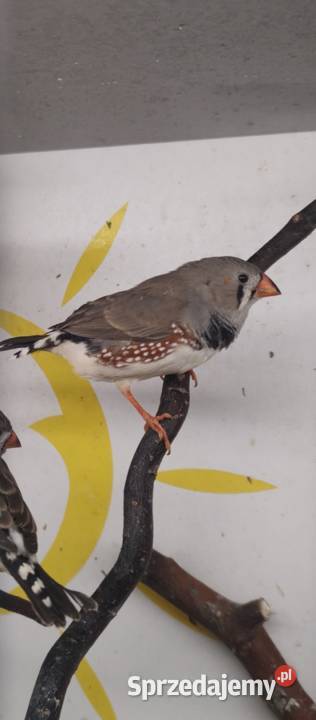Zeberki amadyny zebrowate Tarnów