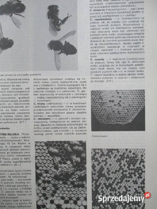 Ptaki przyroda flora fauna natura