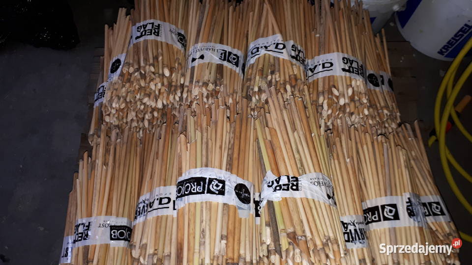 Murarka kokony trzcina Poznań