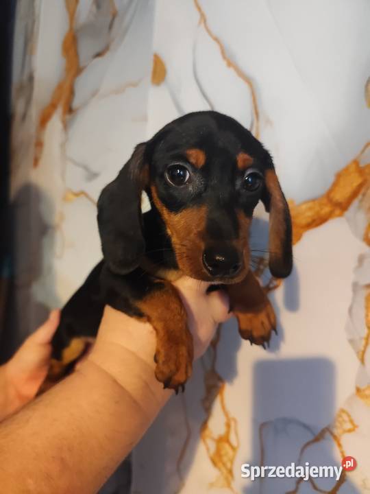 Jamnik krótkowłosy suczka Strzegowo