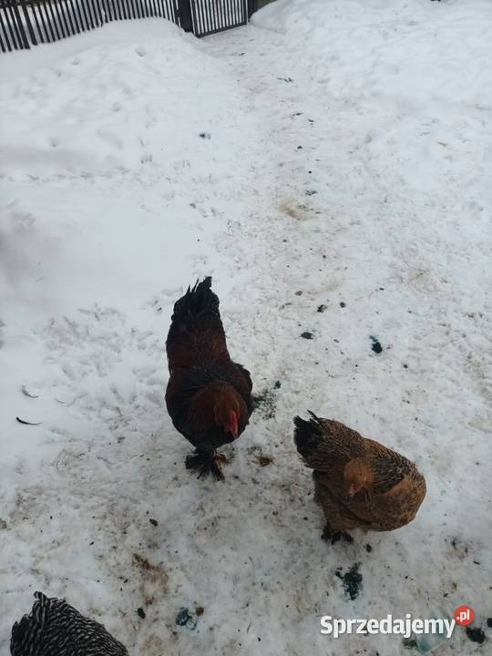 Koguty i kury Brahma lubelskie Turobin