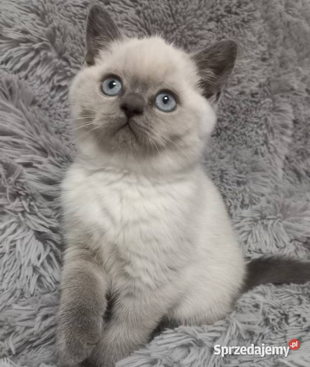 Kotka brytyjska colorpoint rodowód FPL Łódź