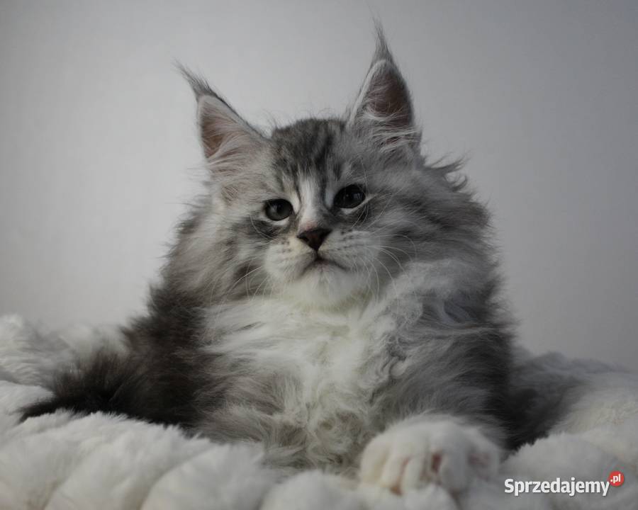 Śliczny kocurek maine coon