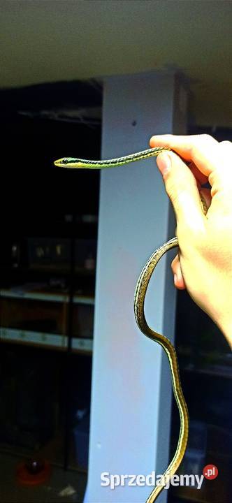 Dendrelaphis pictus RARYTAS Kraków