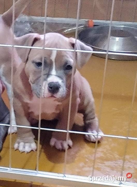 Wyjatkowe American Bully Pocket Extreme ABKC dolnośląskie