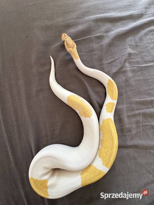Regius banana piebald samiec Sopot