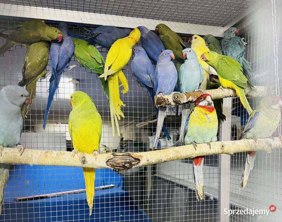Papuga Papugi Aleksandretty Aleksandretta Warszawa