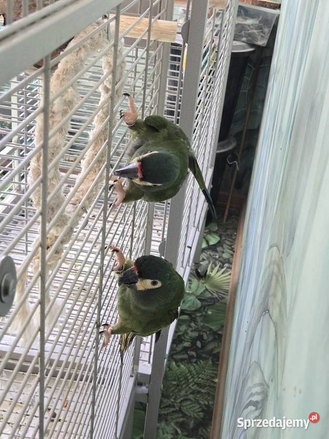 Ary Marakany Poznań