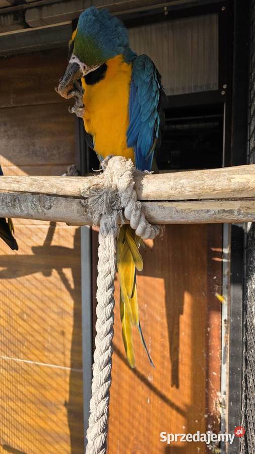 Ara Ararauna Ornontowice