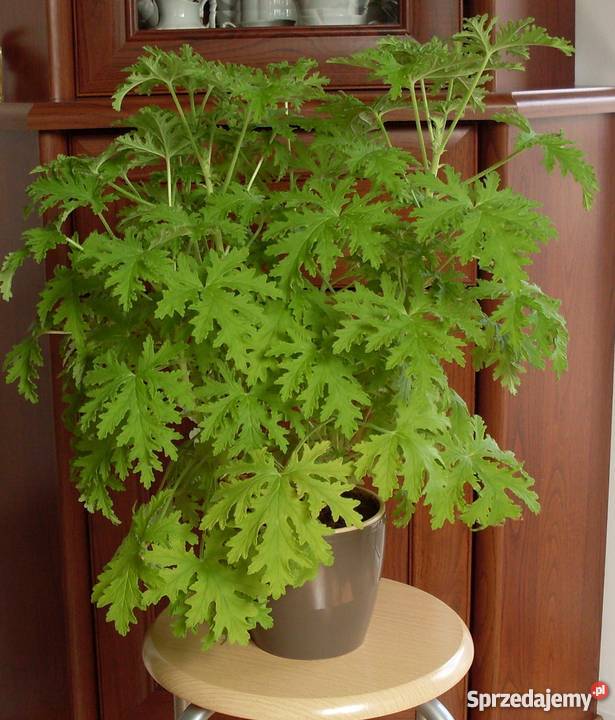 Kwiatgeranium Poznań Sprzedajemypl