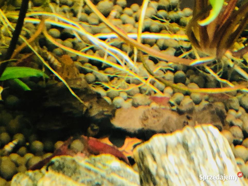 Akwarium Aquael krewetkarium kostka Justynów