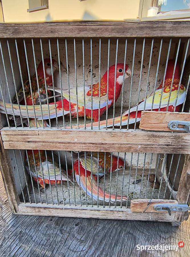 rozelle białolice i królewskie Czerwionka-Leszczyny