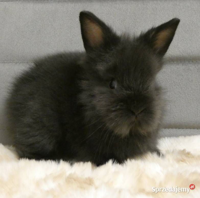 Króliki miniaturki śląskie Dąbrowa Górnicza