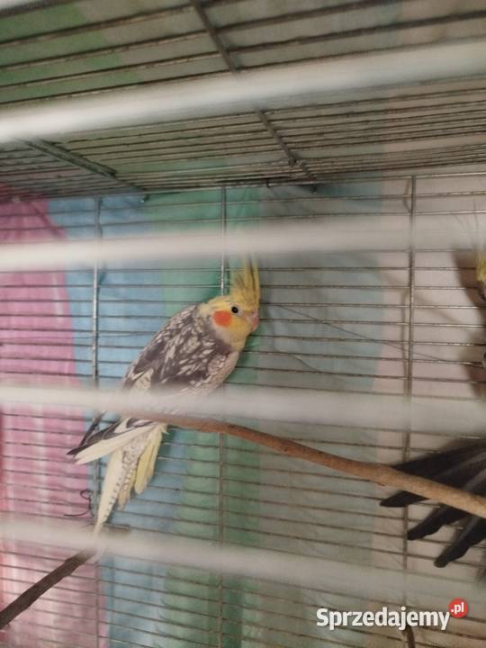 Sprzedam zamienię nimfy