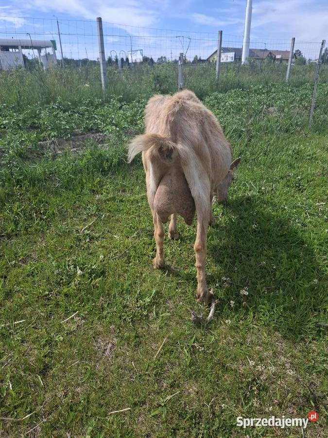 Koza saaneńskaalpejska Piaseczno sprzedam
