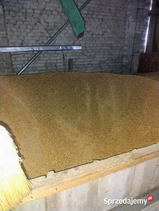 Sprzedam pszenzyto lubelskie