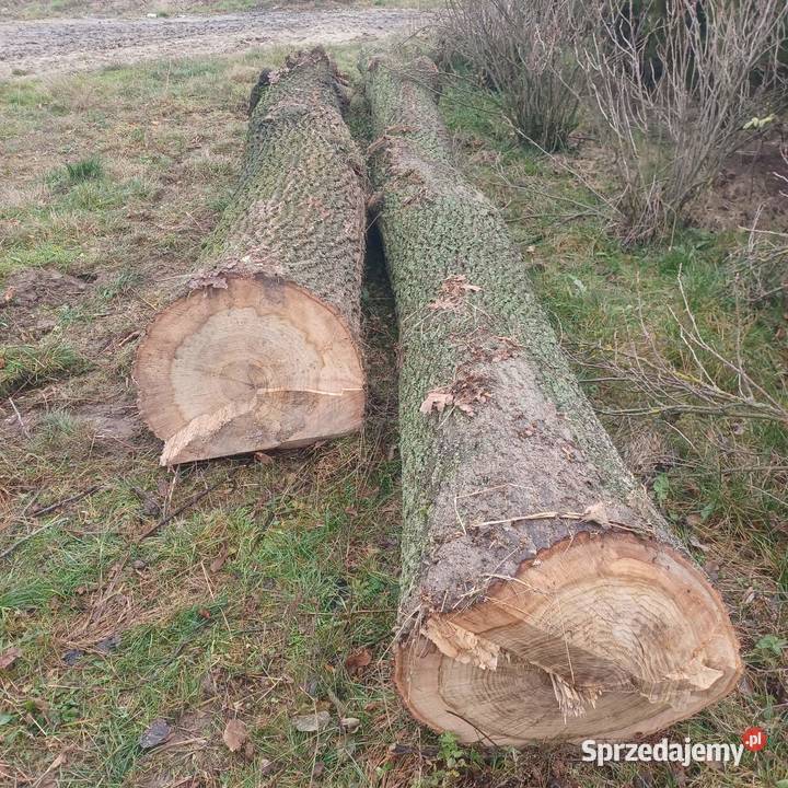 Dąb tartaczny kłody dębowe dęby Piaski