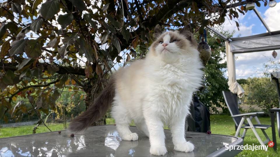 5 miesięczny kocurek kastrat ragdoll FPL Warszawa sprzedam