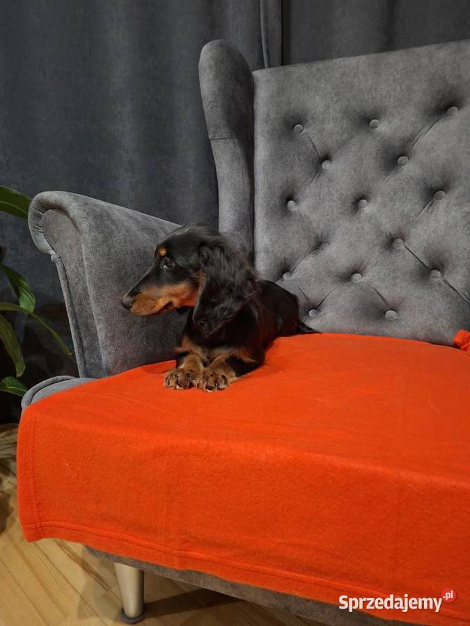 Jamnik długowłosy suczka Żyrardów sprzedam