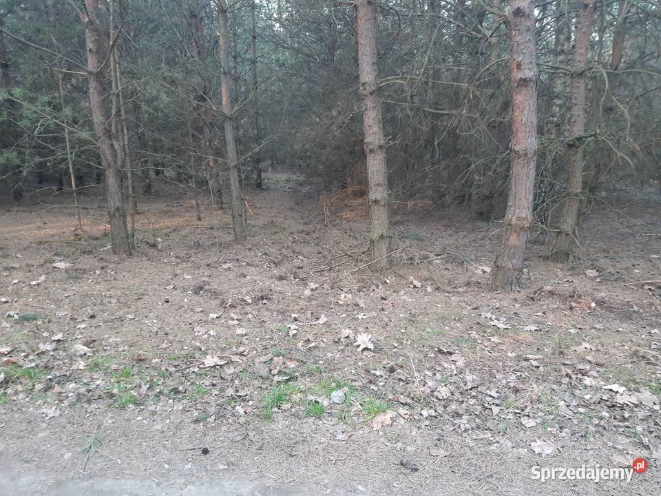 Sprzedam działki Dębno sprzedam