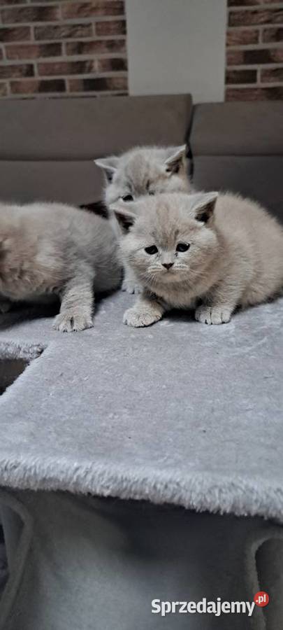 Kocięta brytyjskie liliowe z rodowodem dolnośląskie Wrocław