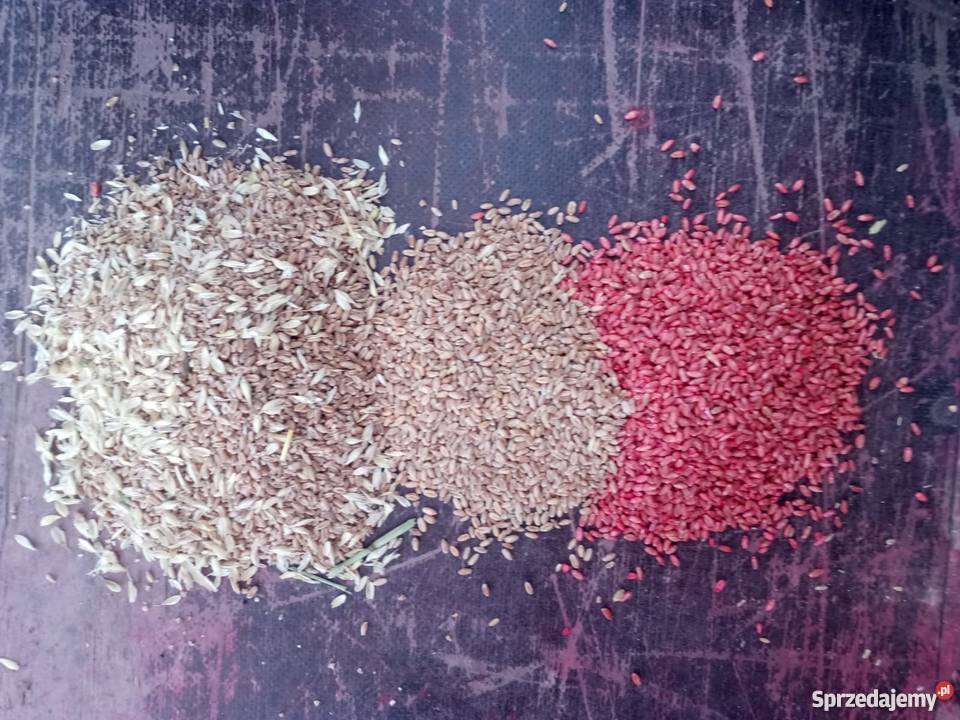 Czyszczenie nasion zaprawianie ziarna na Zboża Elbląg