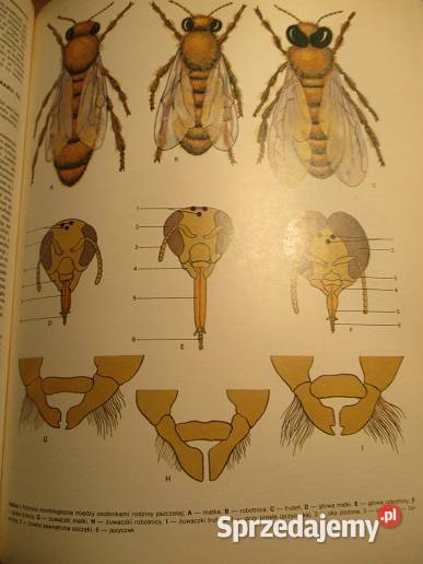 Atlas ras zwierząt gospodarskich bydło konie Łódź
