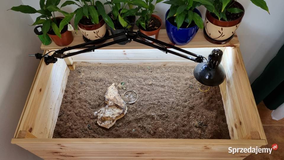 Żółw grecki testudo hermani z terrarium Gady i płazy Gogolin