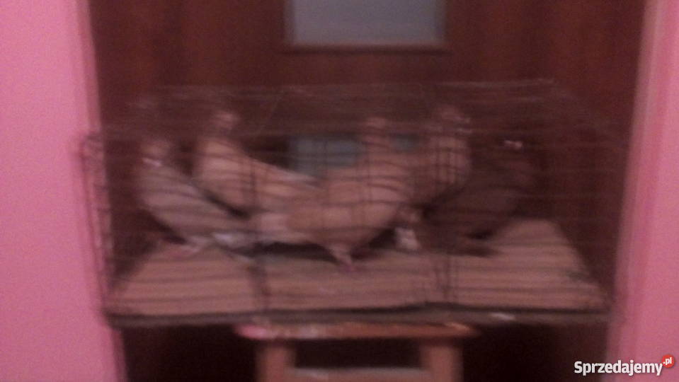 Gołembie ozdobne Tokarówka