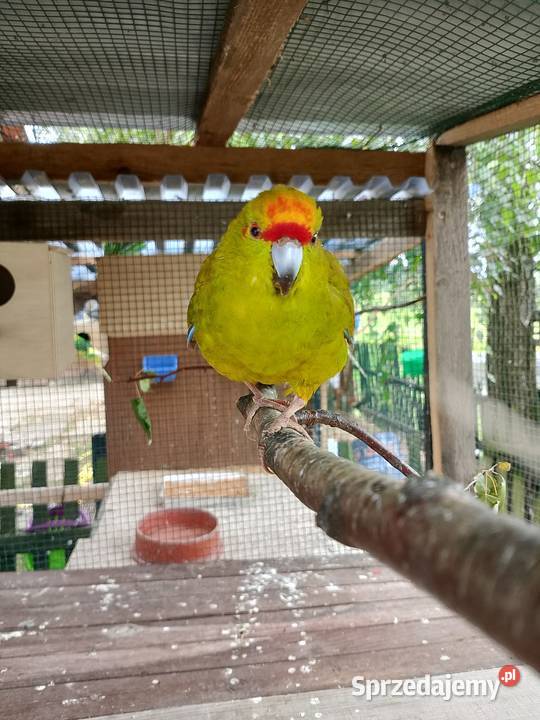 sprzedam samca modrolotki koziej Ptaki