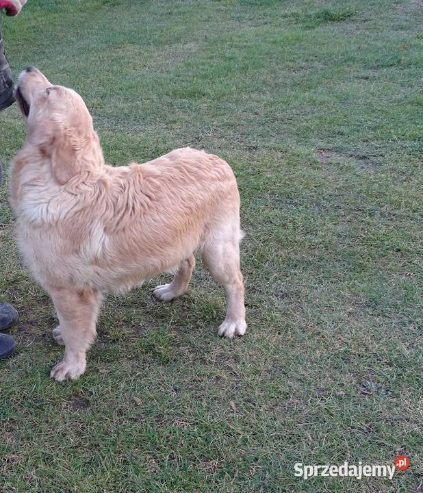 Golden retriever 6 miesięczne Przysucha