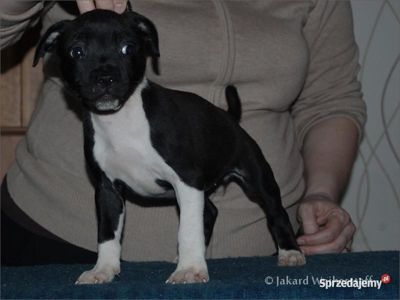 Staffiki szczenięta staffordshire bull terrier pomorskie Wejherowo