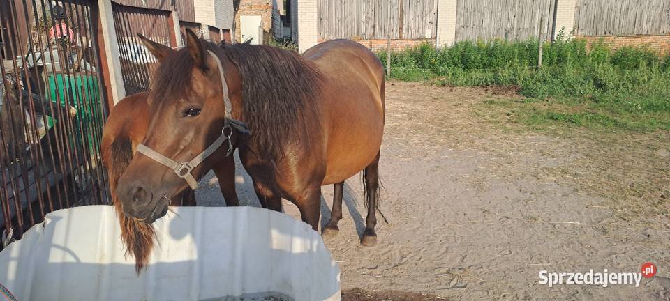 Klacz huculska 5lat Koprzywnica
